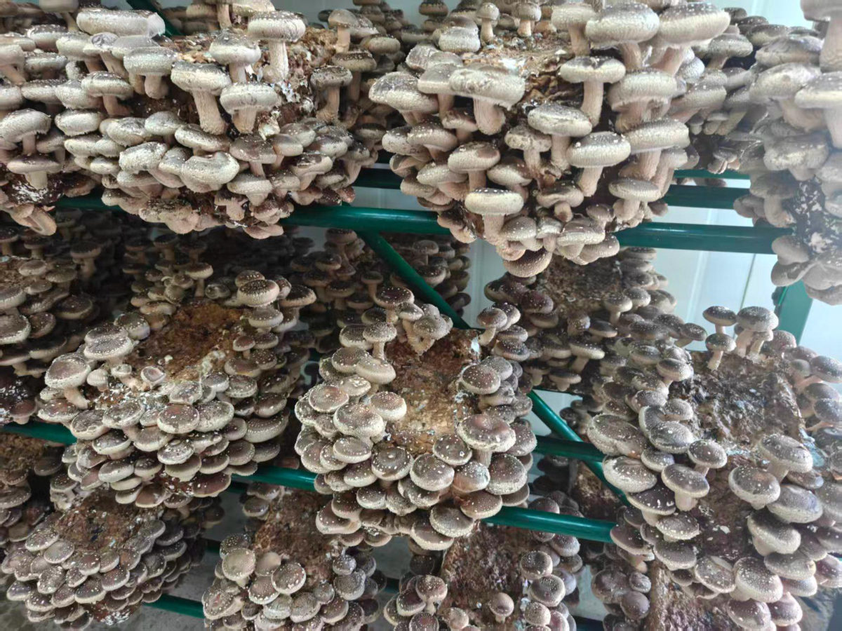 CA901 shiitake mushrooms growing on racks