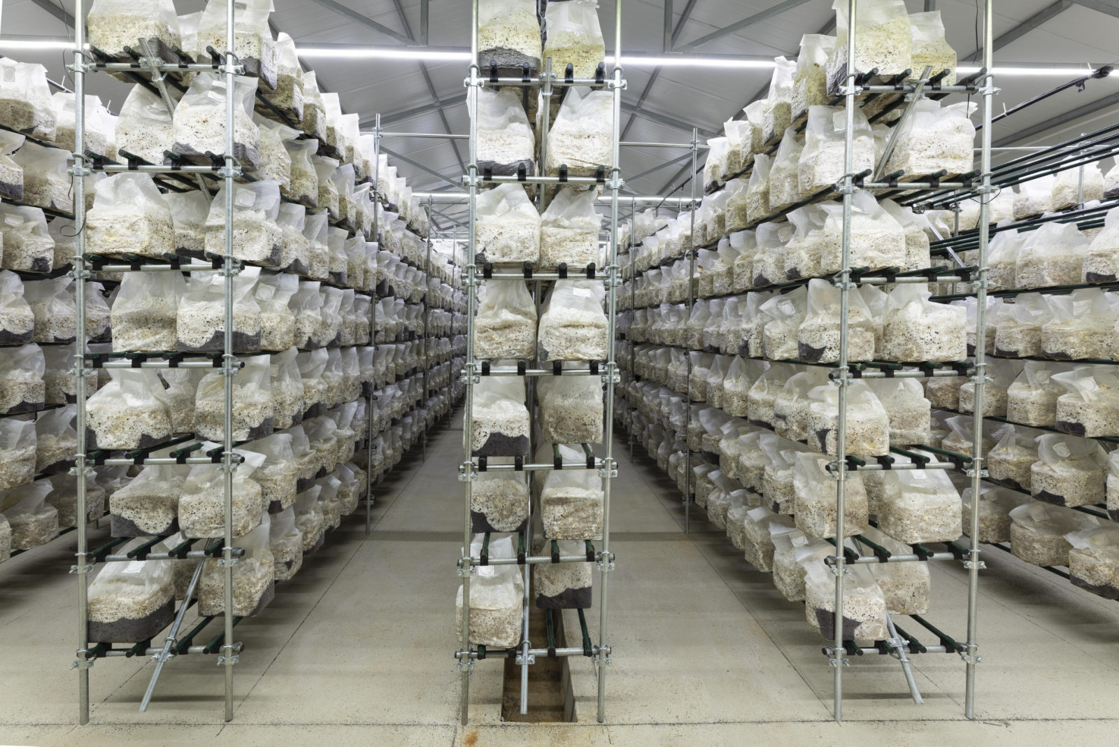 Inside a climate-controlled cultivation house