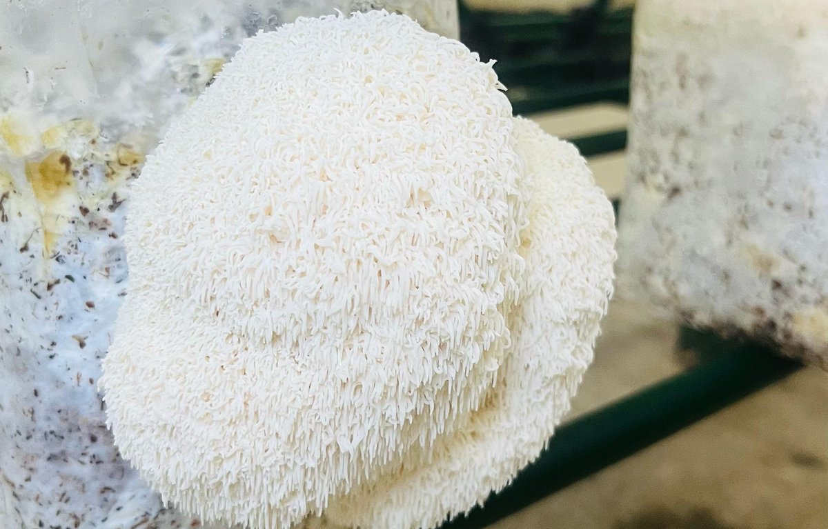 Lion's mane mushrooms fruiting from Sunselin blocks