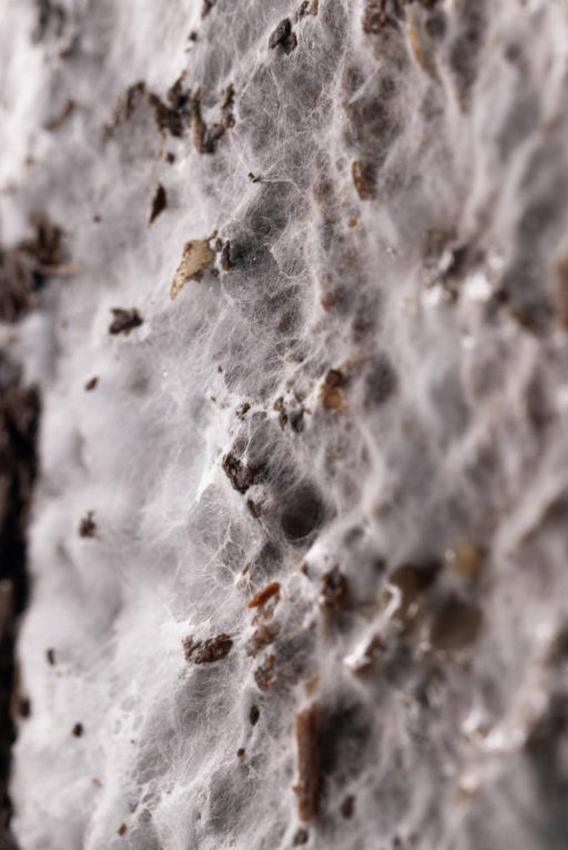 Healthy mycelium colonizing a fungus block