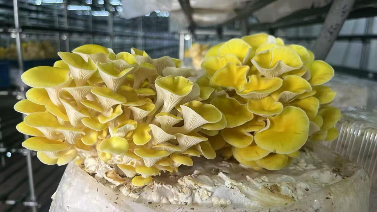 Golden oyster mushrooms fruiting from Sunselin blocks