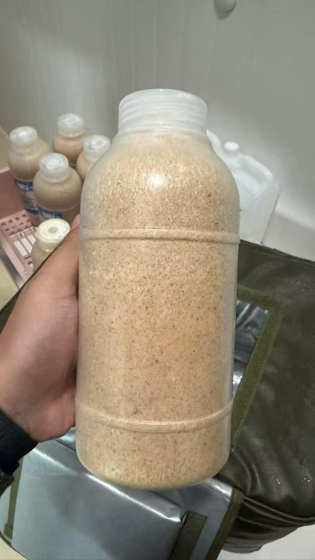 Sawdust spawn imported from Hokken, Japan