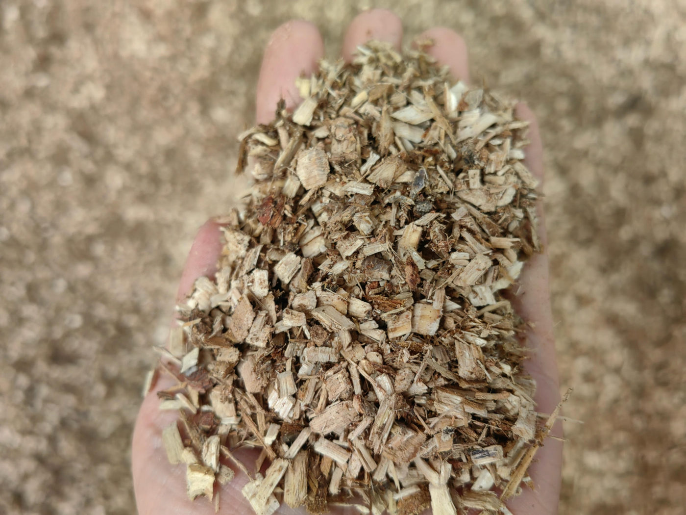 Oak wood chips raw material
